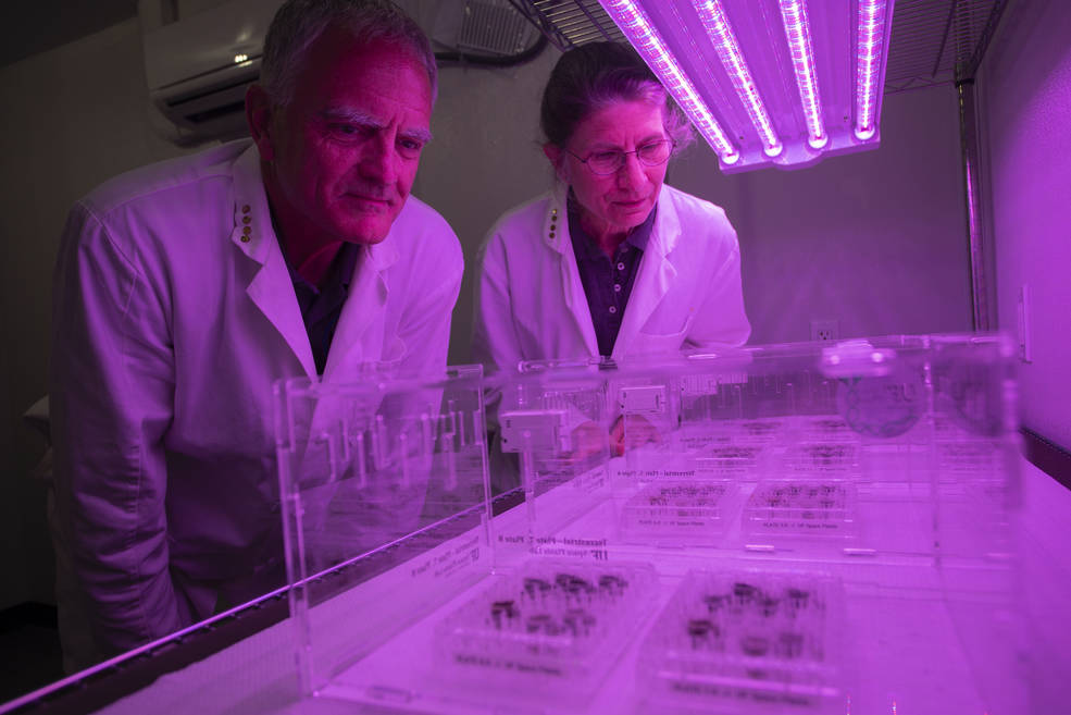 （左起） Ferl 和 Paul 在LED燈下種植種子，這些LED燈調諧到光合植物生長的最佳波長。