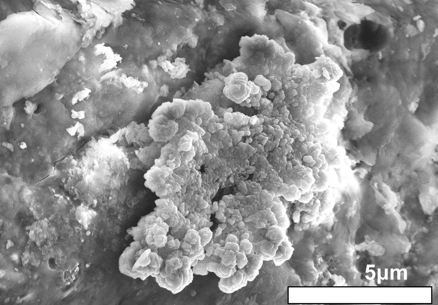 在 Ryugu 樣品表面發現的表珊瑚狀晶體（電子顯微鏡圖像）。 超細、薄的晶體成堆生長